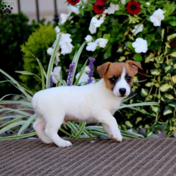 Andy, Jack Russell Terrier Puppy