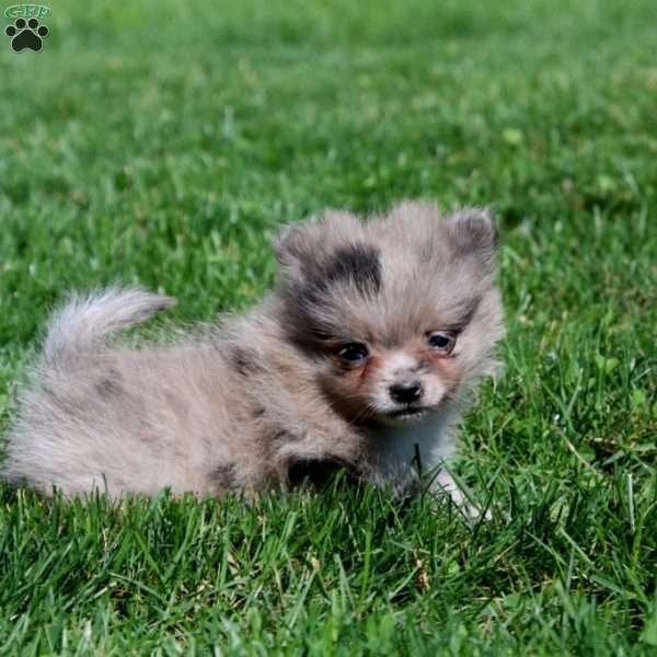 Andy, Pomeranian Puppy