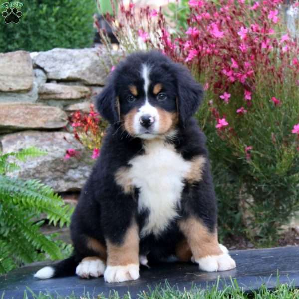 Andy, Bernese Mountain Dog Puppy