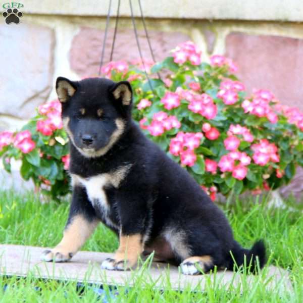 Andy, Shiba Inu Puppy