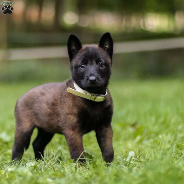 Angel, Belgian Malinois Puppy