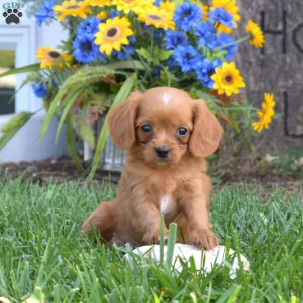 Angel, Cavapoo Puppy