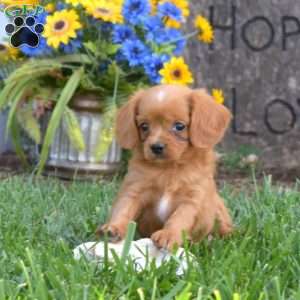 Angel, Cavapoo Puppy