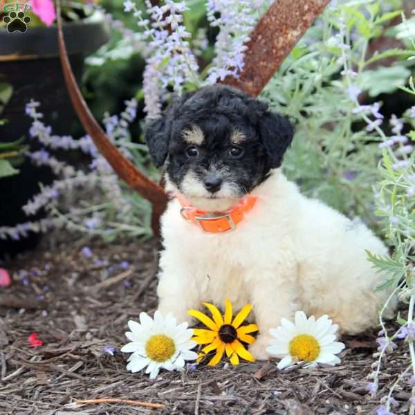 Angie, Toy Poodle Puppy