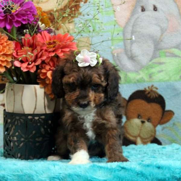 Anna, Cavapoo Puppy