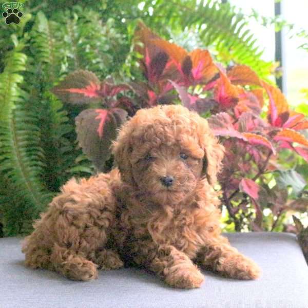 Anna, Miniature Poodle Puppy