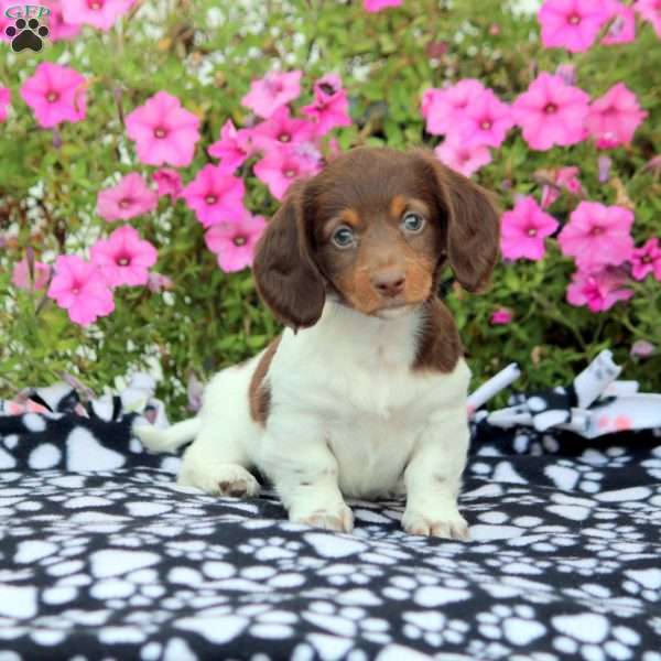 Anna – Mini, Dachshund Puppy