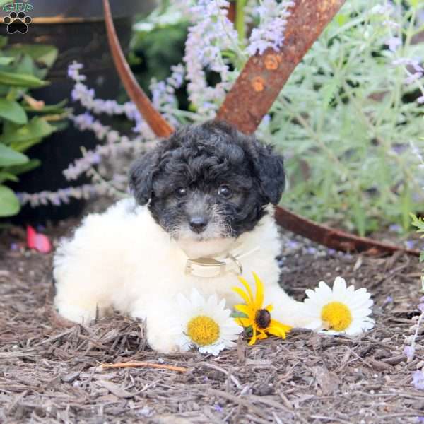 Anna, Toy Poodle Puppy