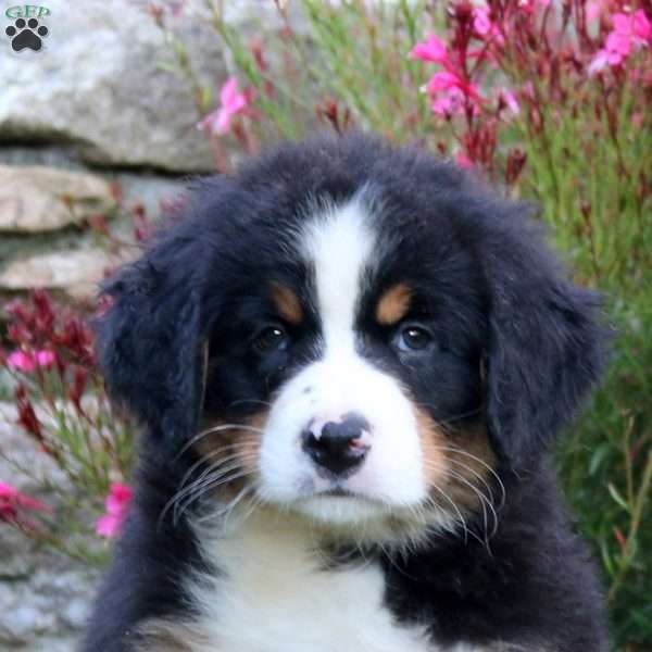 Anna, Bernese Mountain Dog Puppy