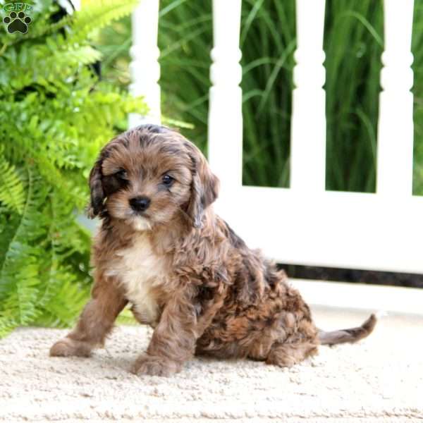 Annie, Cavapoo Puppy