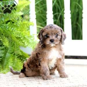 Annie, Cavapoo Puppy