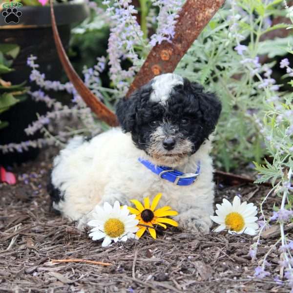 Anton, Toy Poodle Puppy