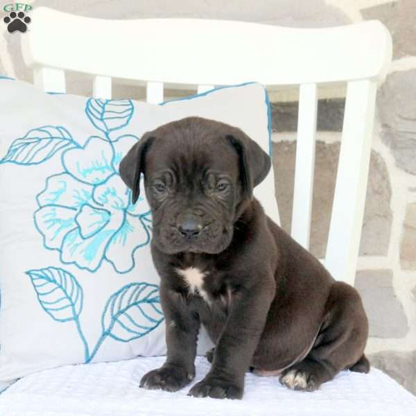 Anton, Cane Corso Mix Puppy