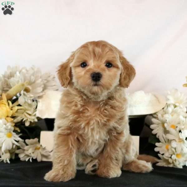 Arabella, Maltipoo Puppy