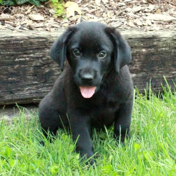 Archer, Black Labrador Retriever Puppy