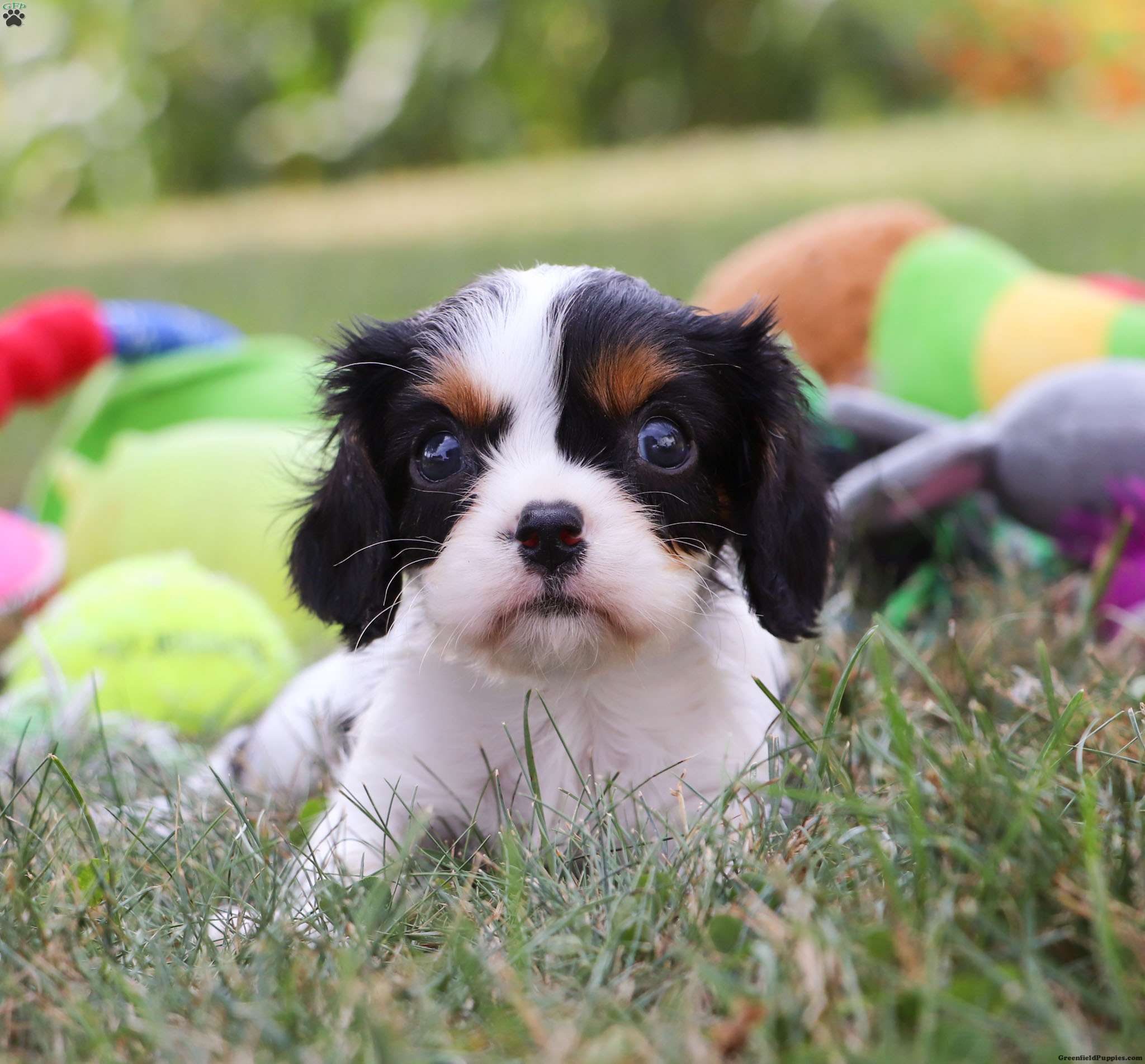 Archie - Cavalier King Charles Spaniel Puppy For Sale In Ohio