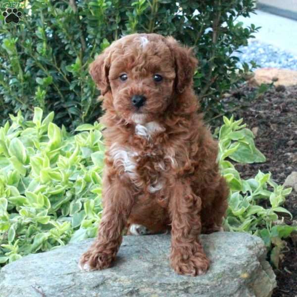 Archie, Miniature Poodle Puppy