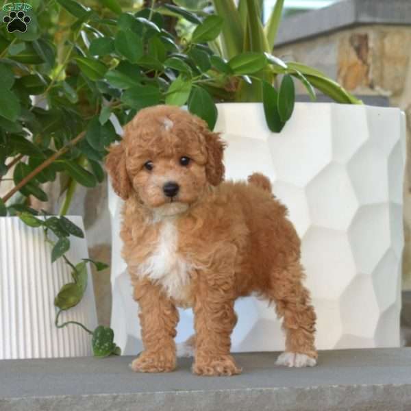 Archie, Miniature Poodle Puppy