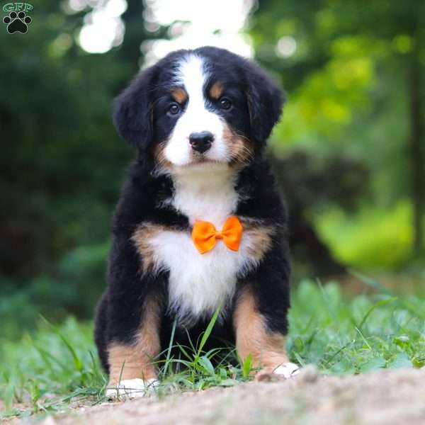 Archie, Bernese Mountain Dog Puppy