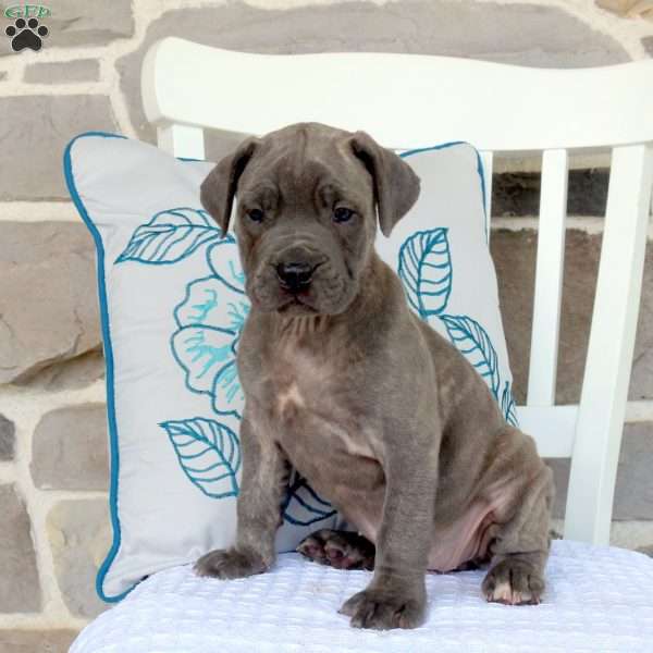 Ariel, Cane Corso Mix Puppy