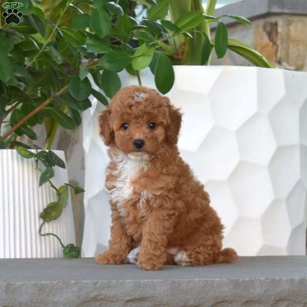 Ariel, Miniature Poodle Puppy