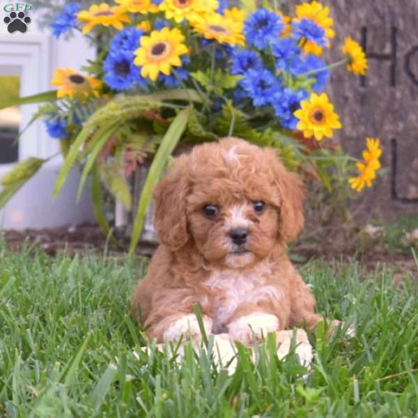 Ariel, Cavapoo Puppy