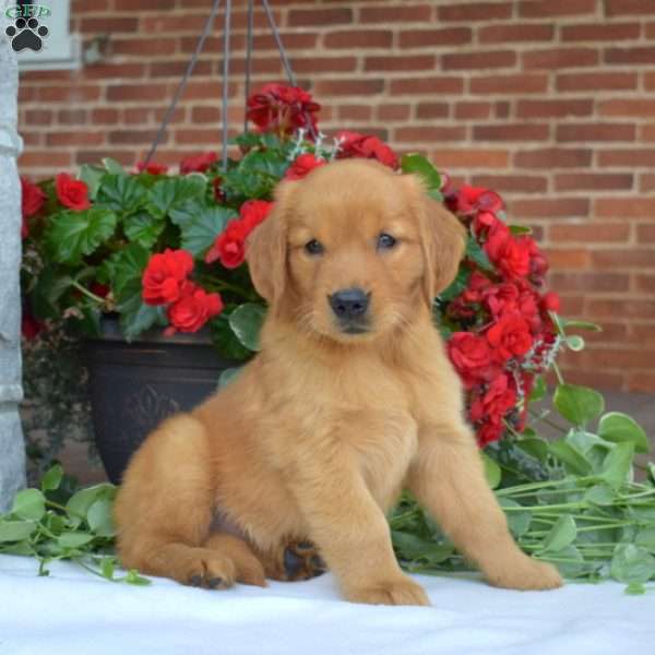 Ariel, Golden Retriever Puppy