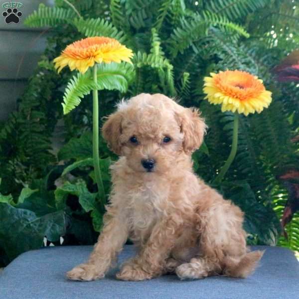 Arlo, Miniature Poodle Puppy