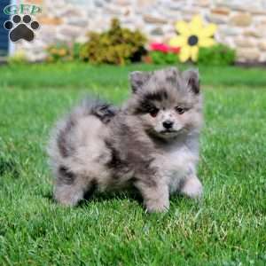 Pomeranian Puppies For Sale - Greenfield Puppies