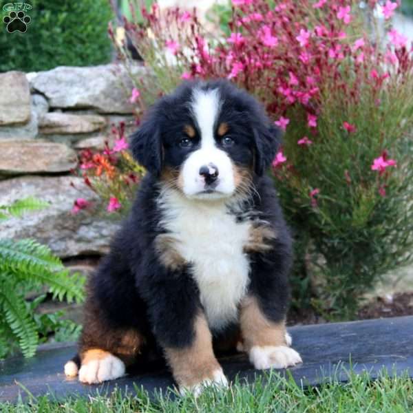 Arnie, Bernese Mountain Dog Puppy