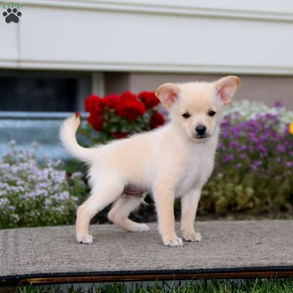 Arnie, Pomeranian Mix Puppy