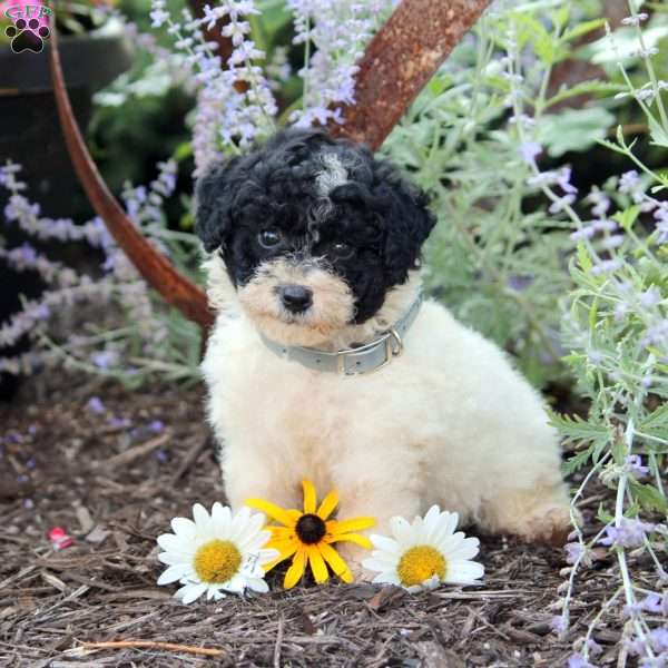 Arnold, Toy Poodle Puppy