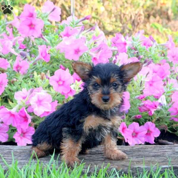 Arrow, Yorkie Puppy