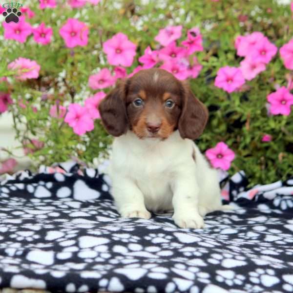 Arthur – Mini, Dachshund Puppy