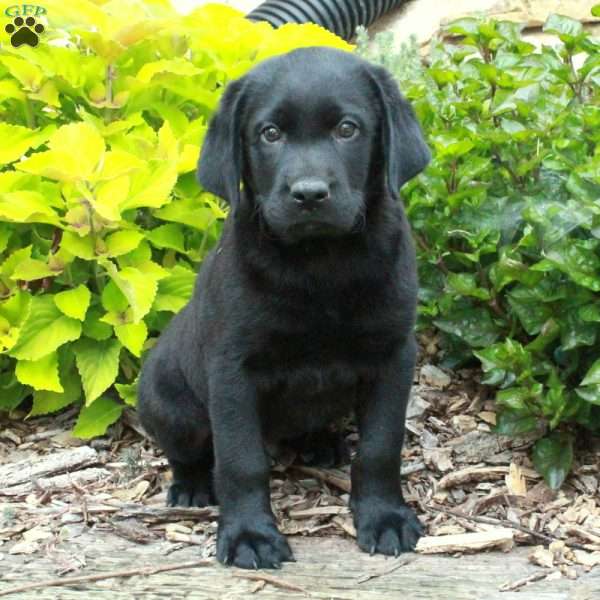 Asher, Black Labrador Retriever Puppy