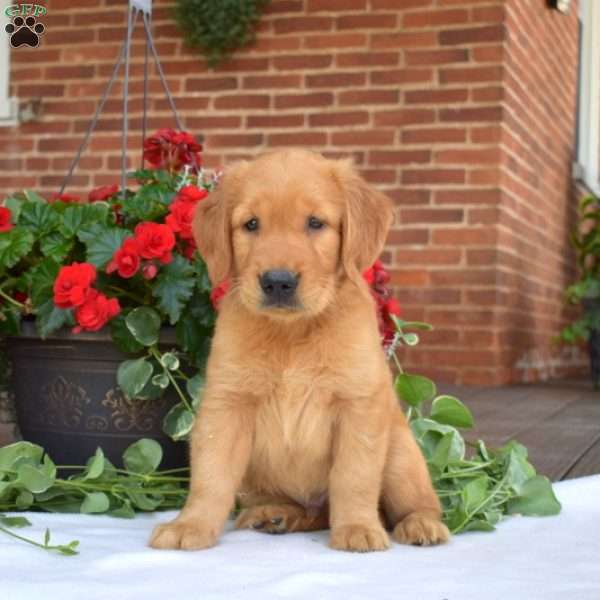 Asher, Golden Retriever Puppy