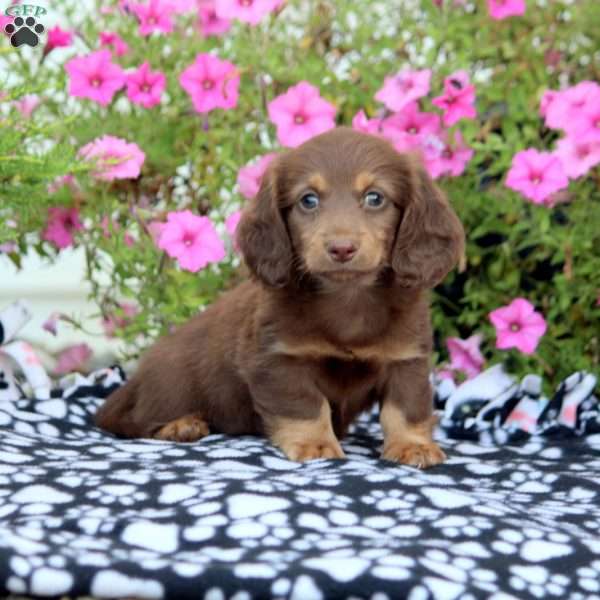 Ashton – Mini, Dachshund Puppy