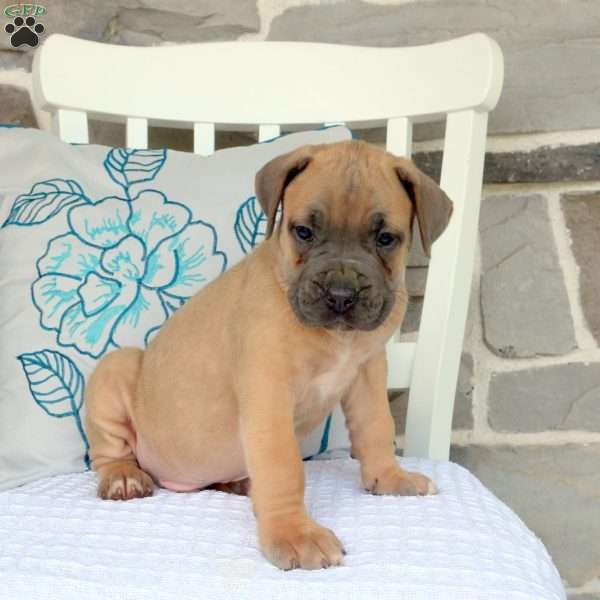 Ashton, Cane Corso Mix Puppy