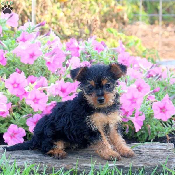 Aspen, Yorkie Puppy