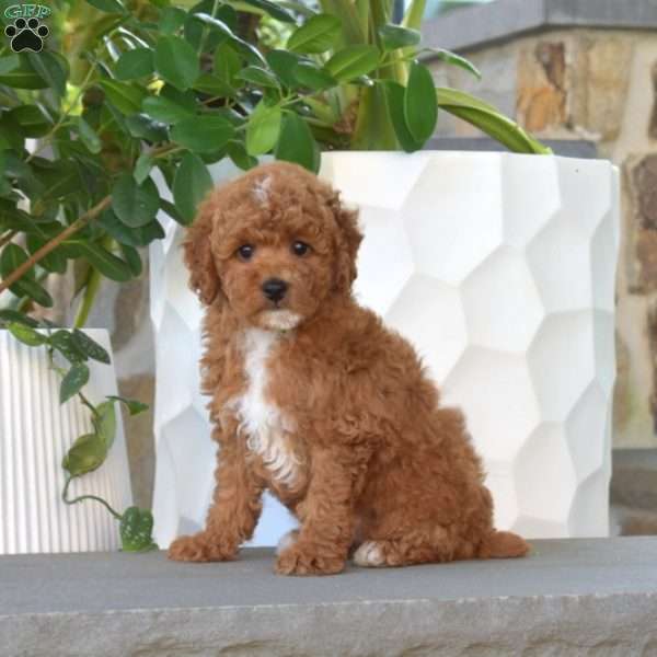 Aspen, Miniature Poodle Puppy