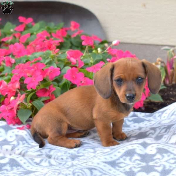 Aspen-Mini, Dachshund Puppy