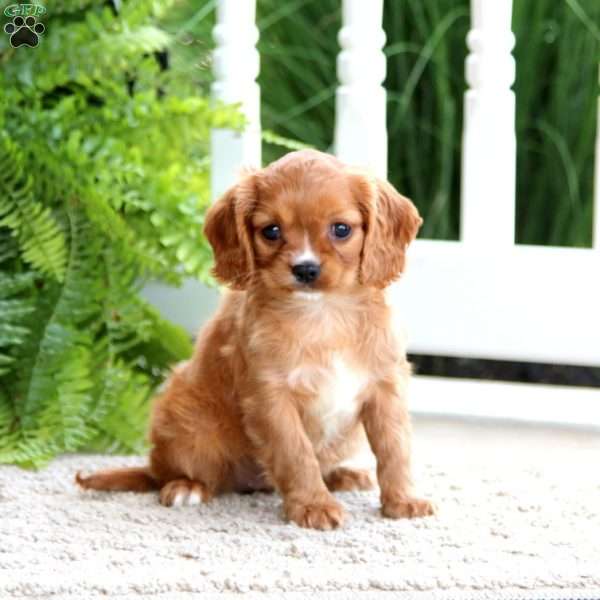 Aspen, Cavapoo Puppy