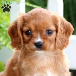 Aspen, Cavapoo Puppy