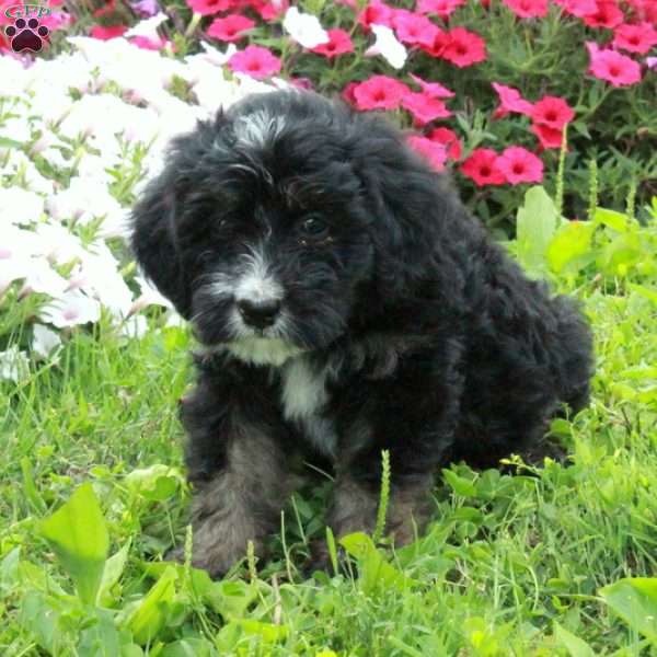 Astrid, Mini Bernedoodle Puppy