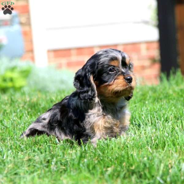 Astro, Cavapoo Puppy