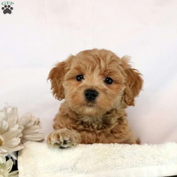 Atlas, Maltipoo Puppy