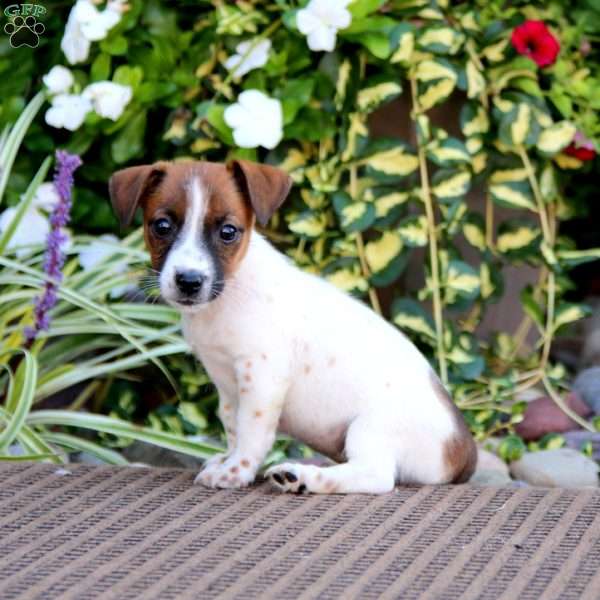 Audrey, Jack Russell Terrier Puppy