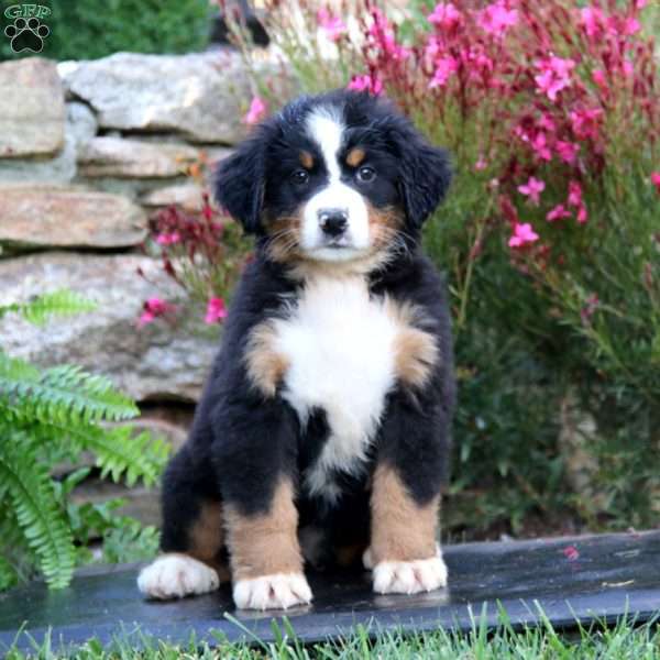 Audrey, Bernese Mountain Dog Puppy