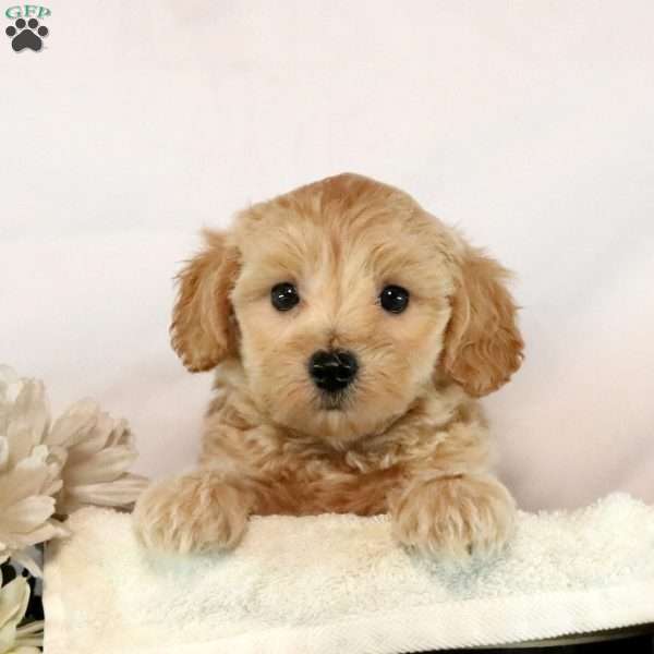 Auggie, Maltipoo Puppy