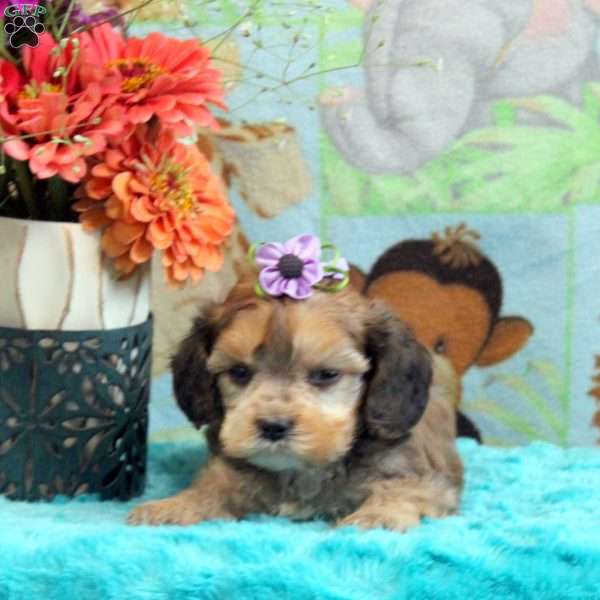 Austin, Cavapoo Puppy